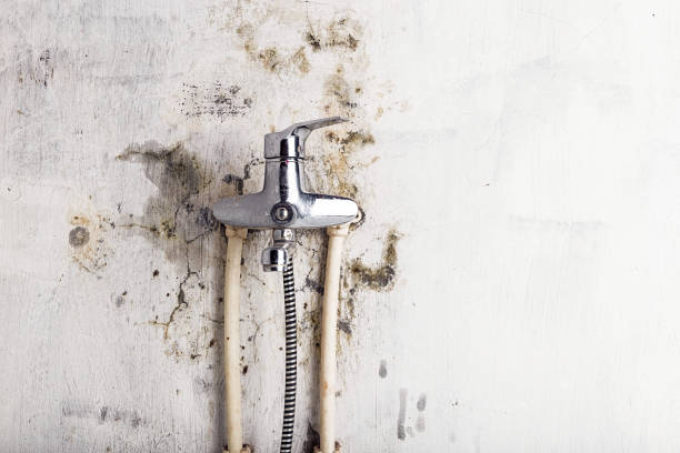 Professional Mold Removal in Country Walk, FL