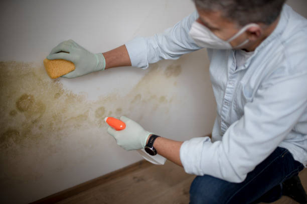 Attic Mold Removal in Country Walk, FL